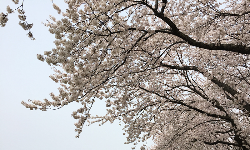 sakura